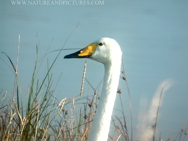 whooper swan, whooper swans-1.jpg - WHOOPER SWAN - DOVERCOURT, ESSEX - OCTOBER 2005